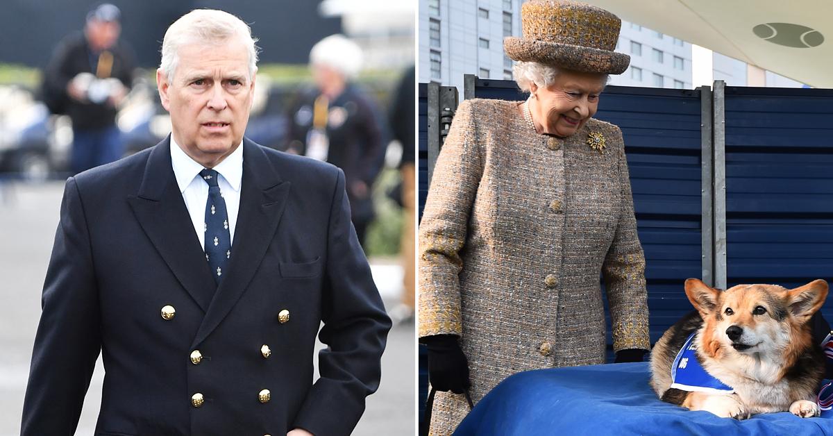 prince andrew surprised queen elizabeth two new corgis