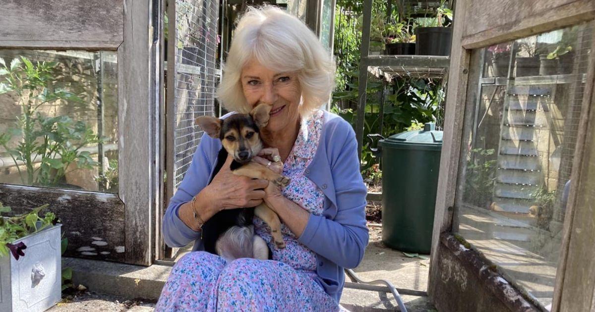 Queen Camilla Poses for New Portrait With New FourLegged Friend—Royal(02)