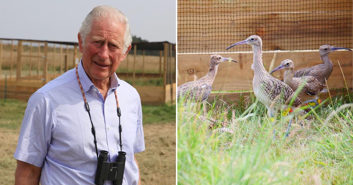 prince charles visits sandringham estate welcome little curlews tro